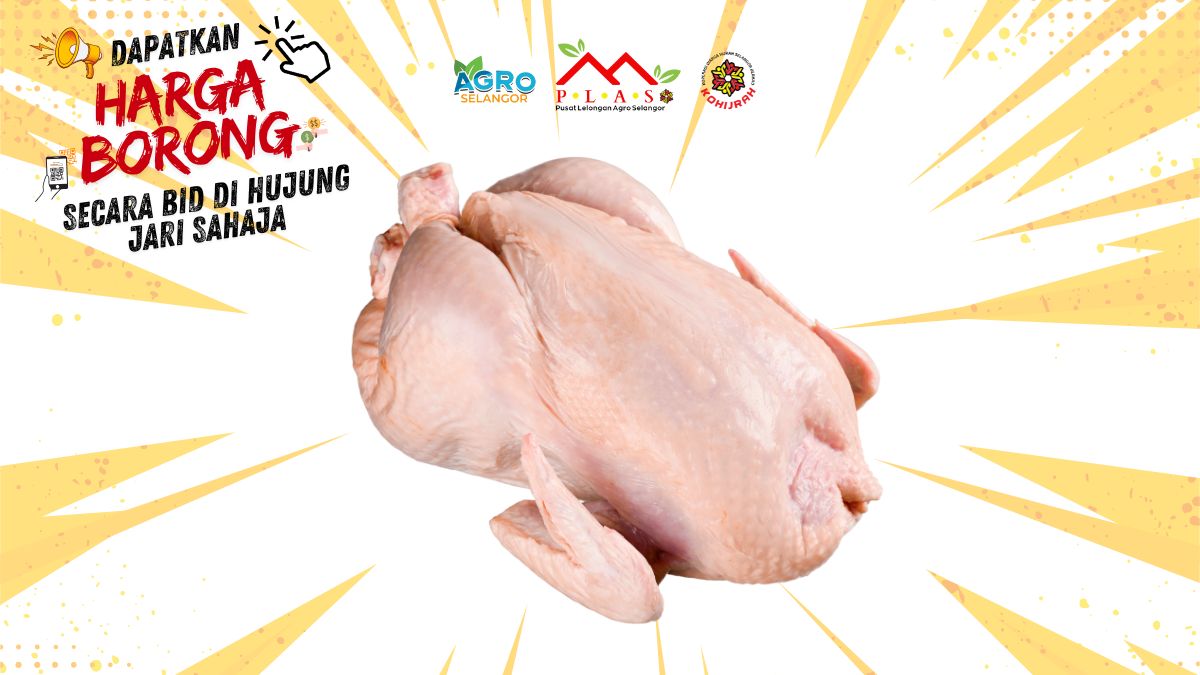 AYAM SEGAR